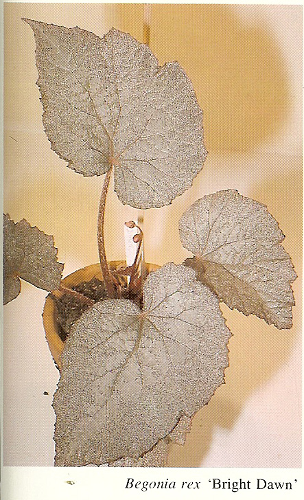 B. ‘Bright Dawn’